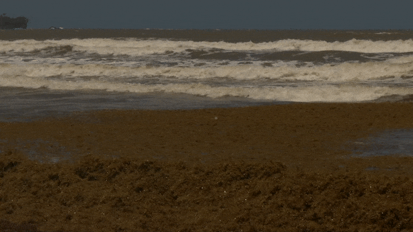 Sargassum seaweed is being pulled back into the ocean via a rip current at Manzanilla Beach on April 22nd, 2021.