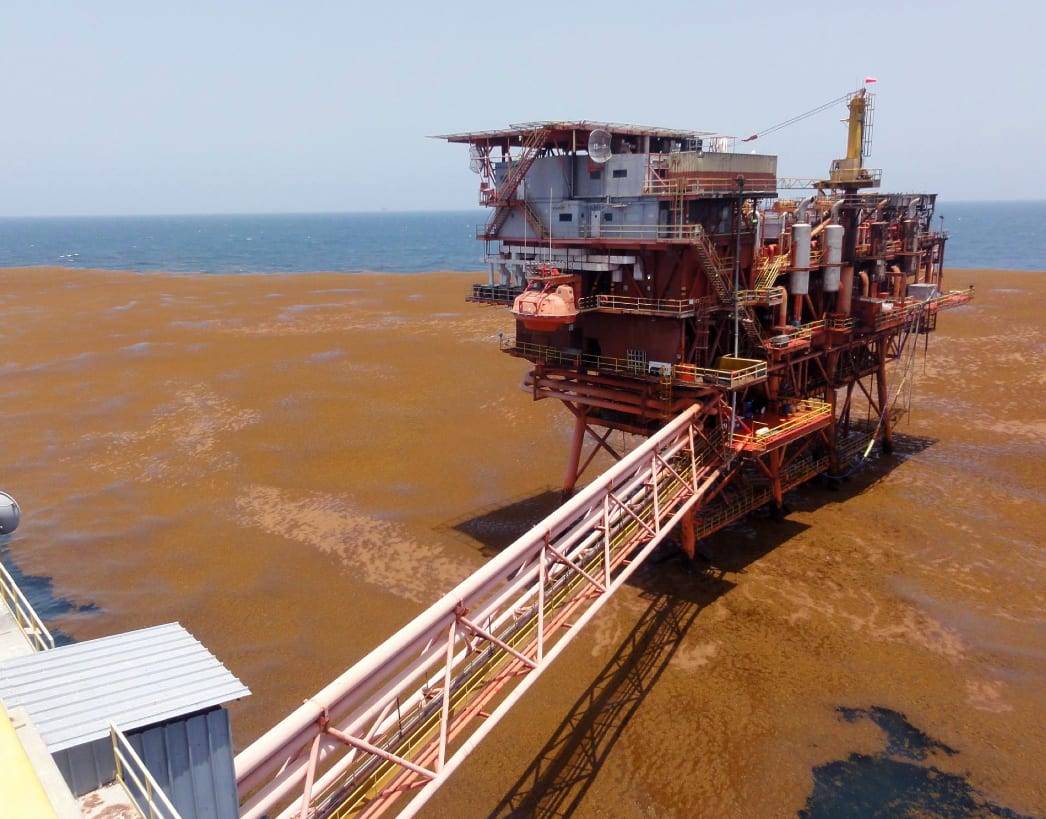 A large Sargassum mat covering parts of the Atlantic Ocean east of Trinidad near an offshore platform during the May 2015 Sargassum Event.
