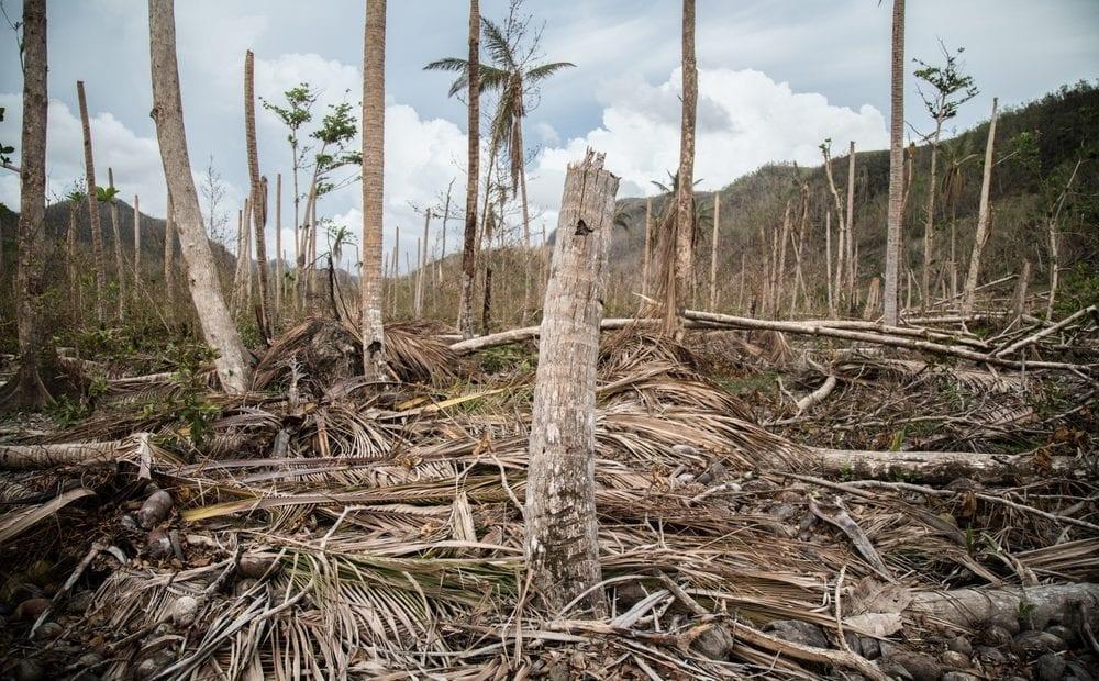 Tree damage in Dominica following the passage of Category 5 Hurricane Maria across the island. Agriculture represents Dominica’s second industry (Tomás Ayuso/IRIN)