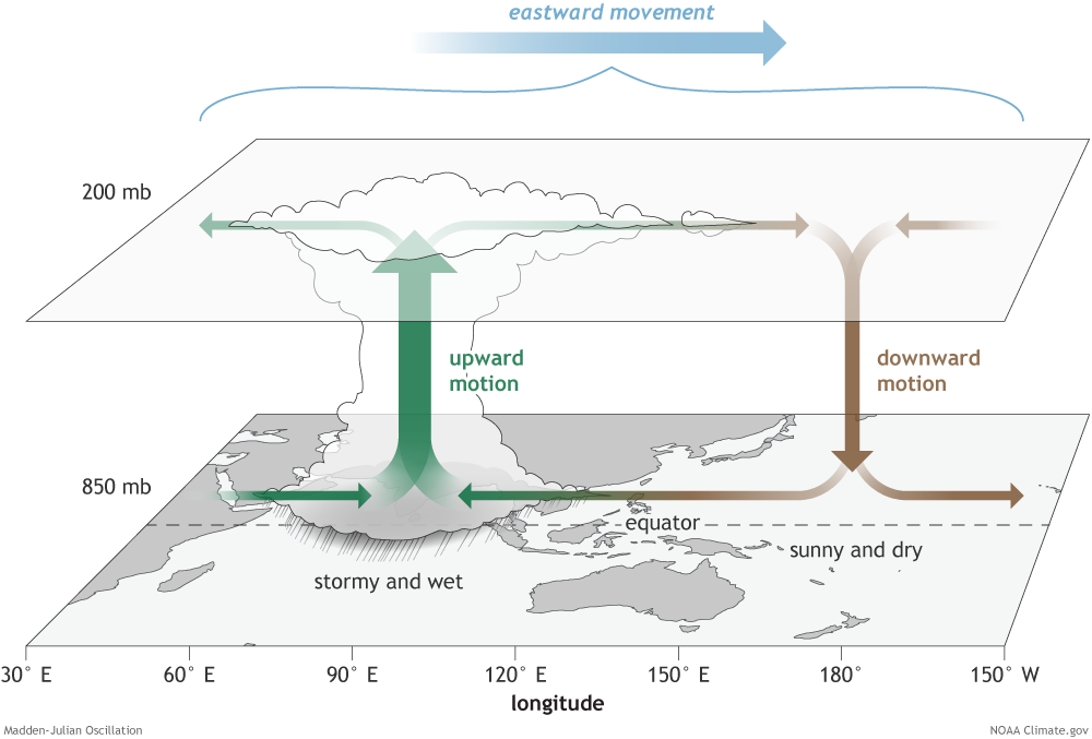 The surface and upper-atmosphere structure of the MJO for a period when the enhanced convective phase (thunderstorm cloud) is centered across the Indian Ocean and the suppressed convective phase is centered over the west-central Pacific Ocean. Horizontal arrows pointing left represent wind departures from average that are easterly, and arrows pointing right represent wind departures from average that are westerly. The entire system shifts eastward over time, eventually circling the globe and returning to its point of origin. Climate.gov drawing by Fiona Martin.