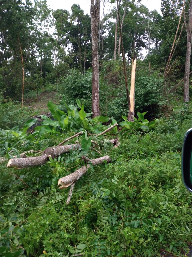 Fallen tree at the Central Branch Road, Rio Claro (Ministry of Rural Development & Local Government)