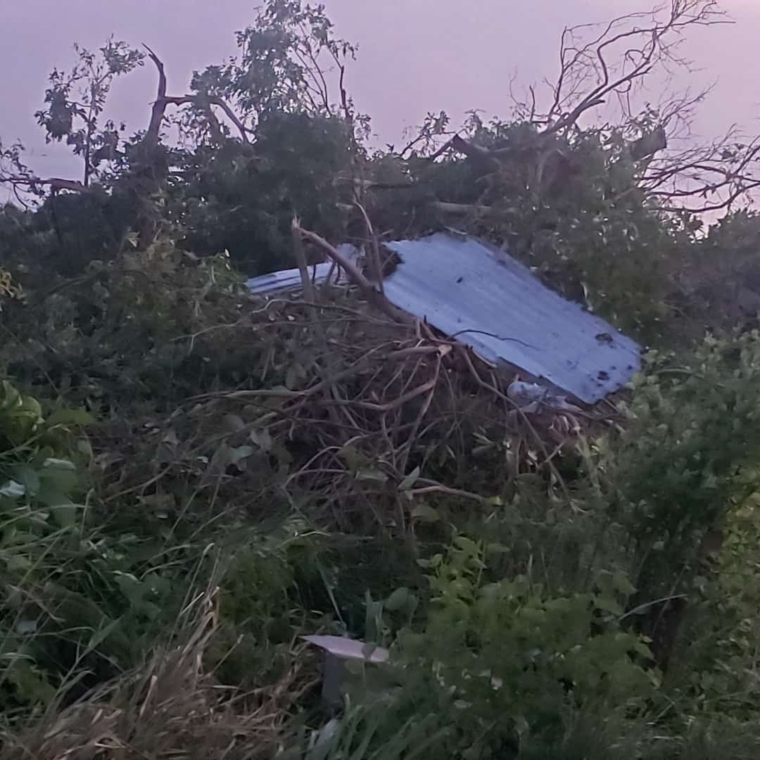 A tornado on August 16th, 2021, threw sheets of galvanized steel into a tree in Los Iros, South Trinidad.