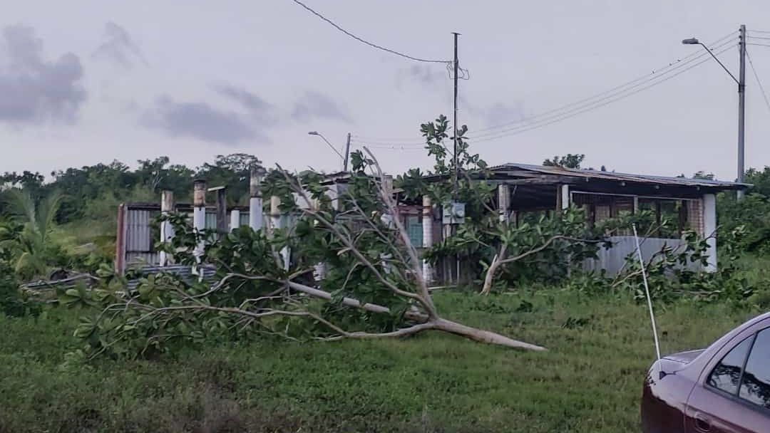 Fallen trees in Los Iros, South Trinidad, due to a tornado on August 16th, 2021.