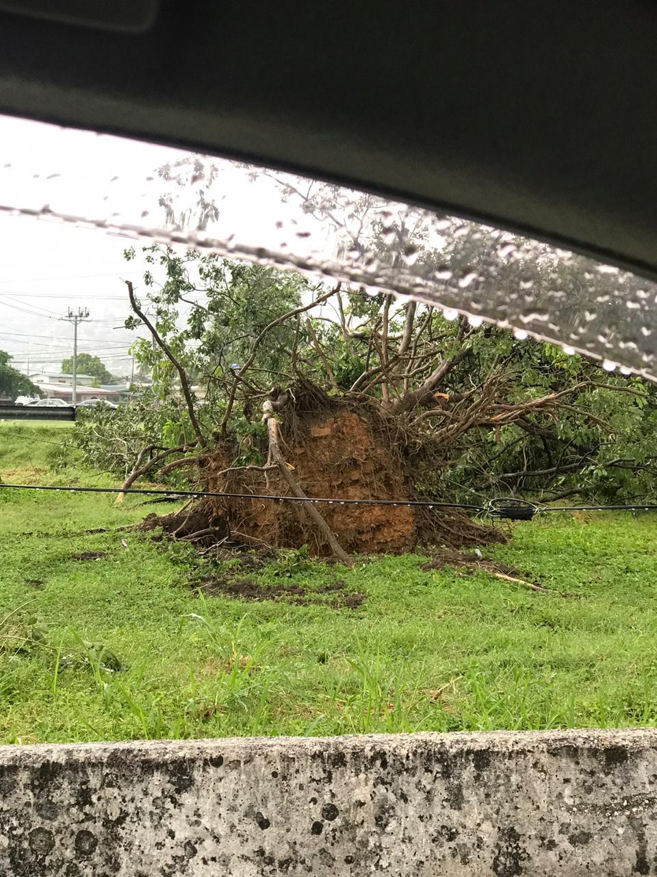 Downed tree as a result of the 2019 Port of Spain Tornado