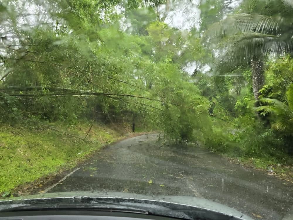 Fallen bamboo trees along the Cunapo Southern Main Road