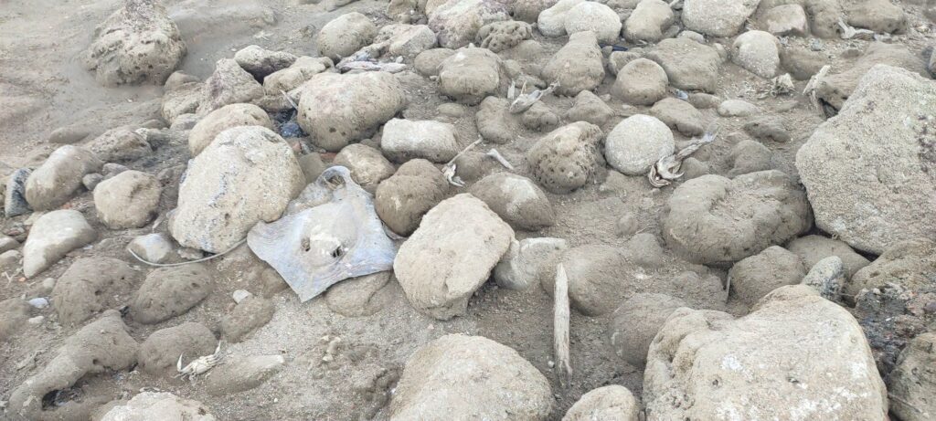 Dead marine life seen on the shores of Galfa where the coastline was rapidly uplifted in the wake of the Venezuelan earthquakes. (Jalaudin Khan, June 27th, 2026)